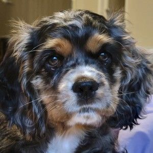 Meet your Posher, Bre